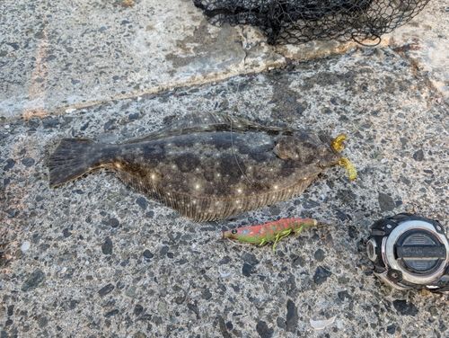ヒラメの釣果