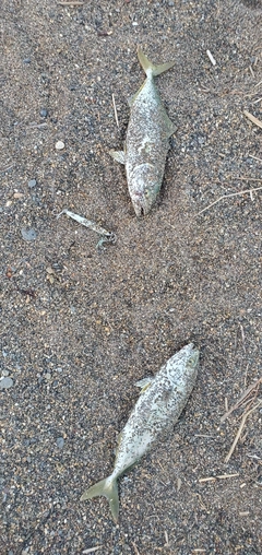 ワカシの釣果