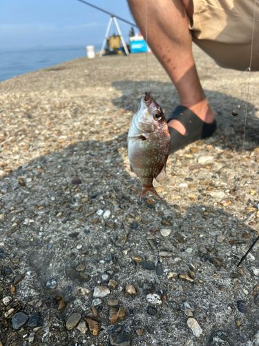 釣果