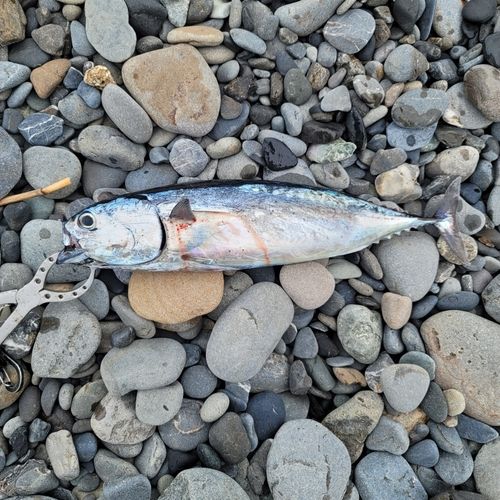 ソウダガツオの釣果