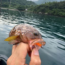 アコウ