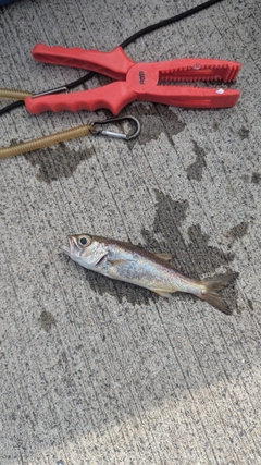 ムツの釣果