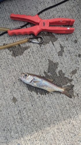 ムツの釣果