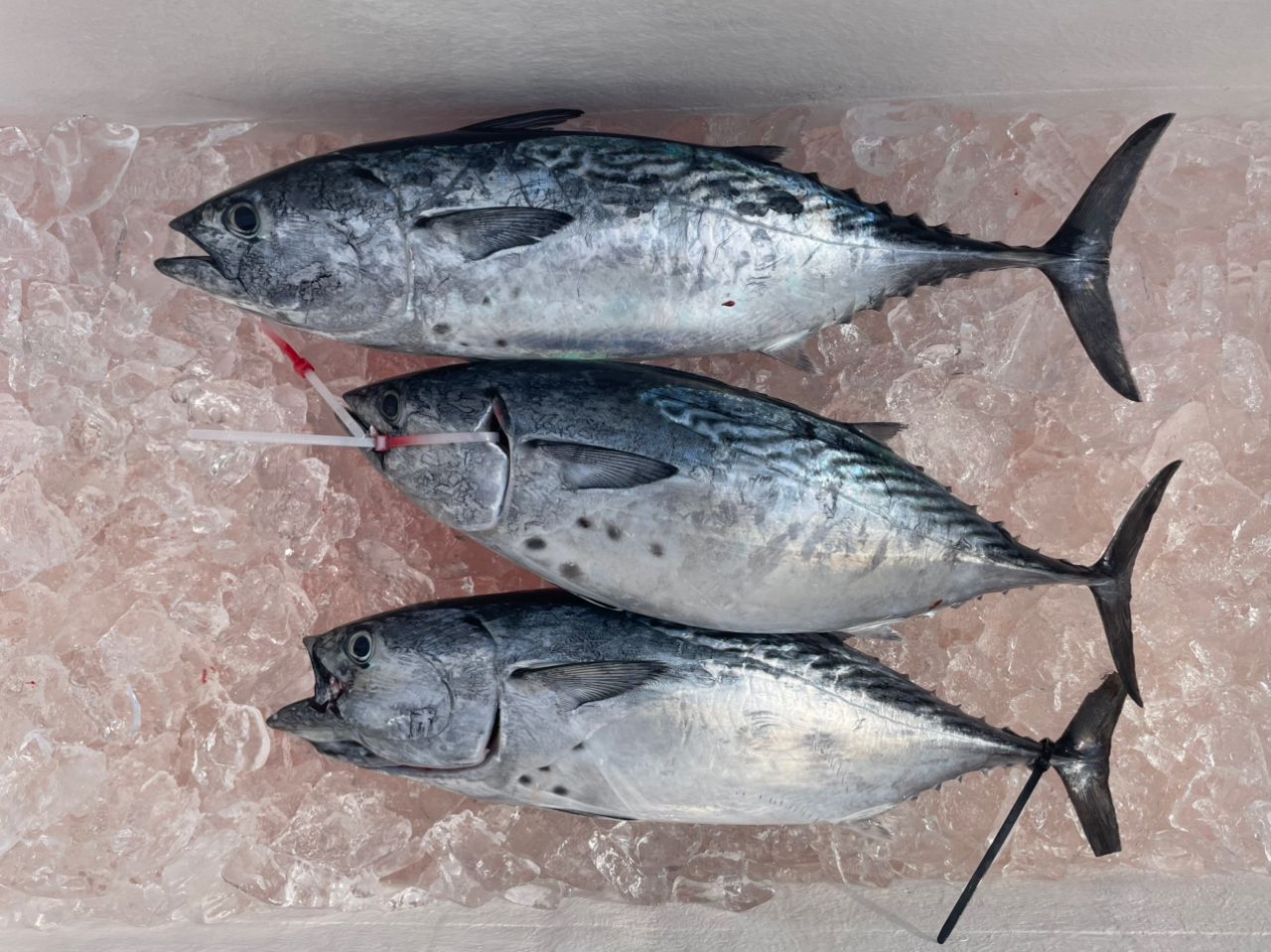 はな　秋吉丸　オーダー完成 はな 秋吉丸 オーダー完成 はな様専用 秋吉丸 オーダー完成