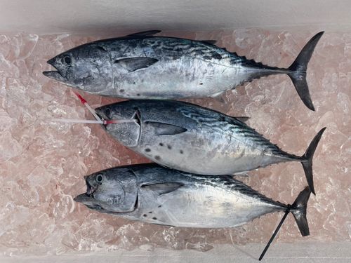 スマガツオの釣果