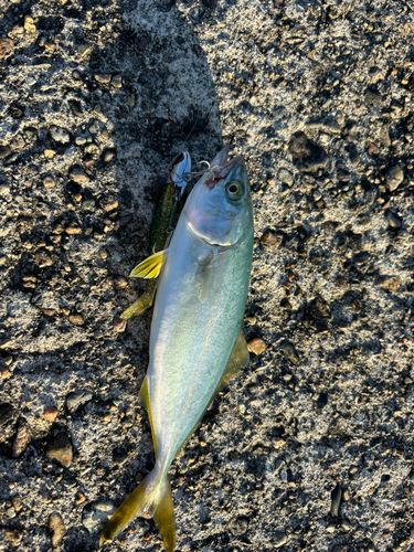 コゾクラの釣果