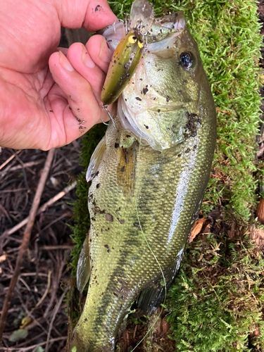 ラージマウスバスの釣果