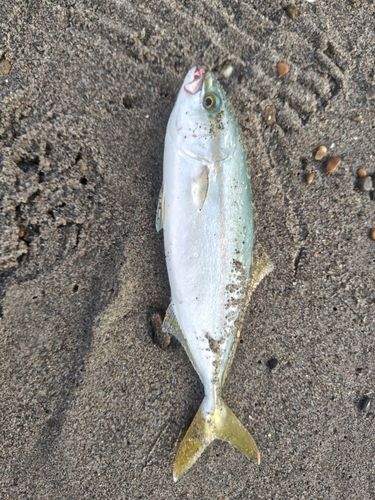 ワカシの釣果
