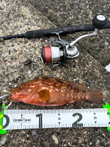 アコウの釣果