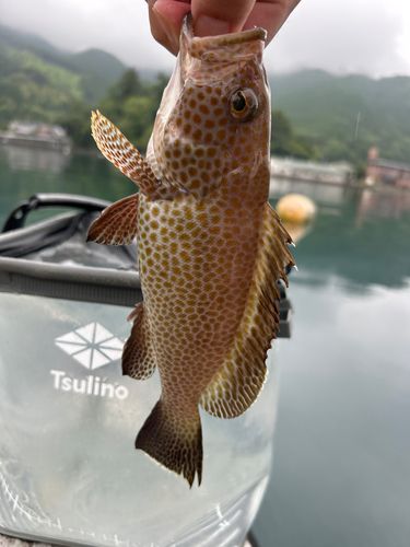 オオモンハタの釣果