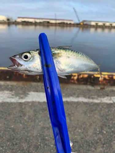 サバの釣果