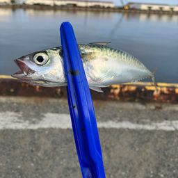 サバ
