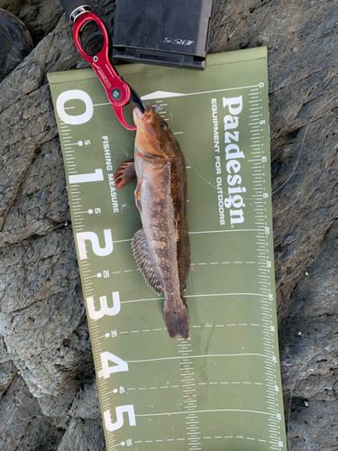 アイナメの釣果