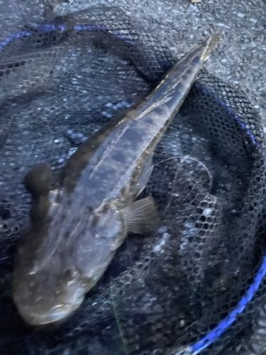 マゴチの釣果