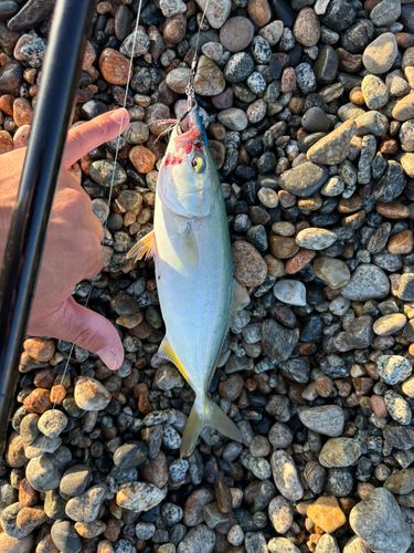 ワカナゴの釣果