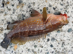 アコウの釣果