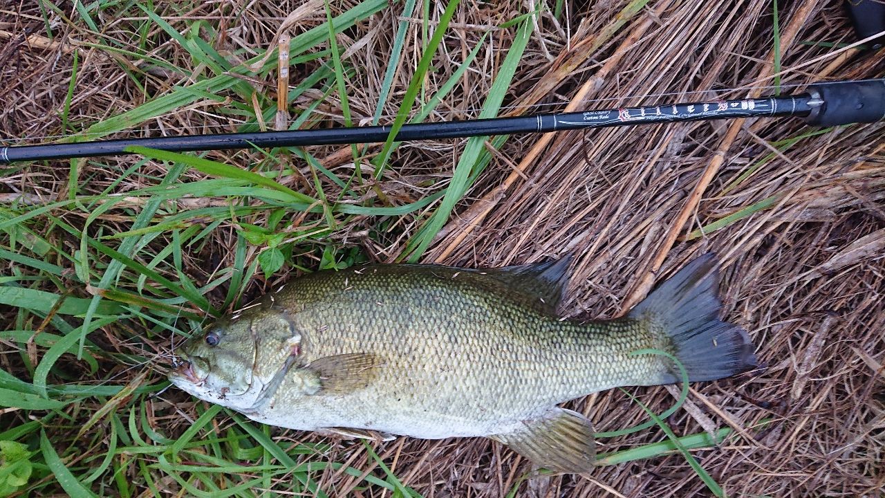 スモールマウスバス