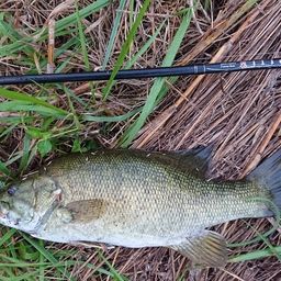 スモールマウスバス