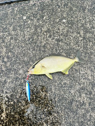 ショゴの釣果