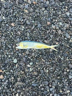シイラの釣果