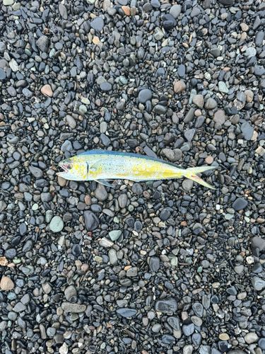 シイラの釣果