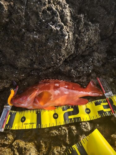 アカハタの釣果