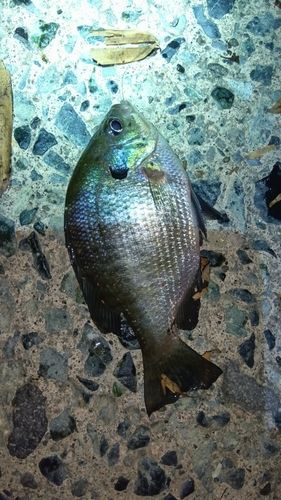 ブルーギルの釣果