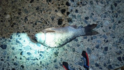 ヘラブナの釣果