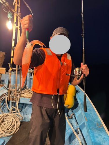 ケンサキイカの釣果