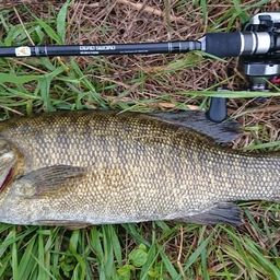 スモールマウスバス