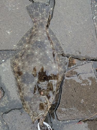 ソゲの釣果
