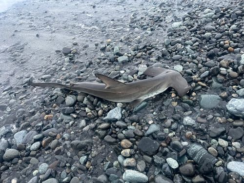 シュモクザメの釣果
