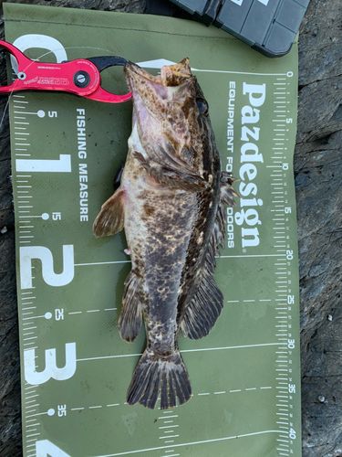 ベッコウゾイの釣果