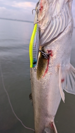 シーバスの釣果