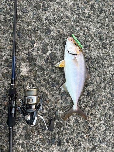 カンパチの釣果