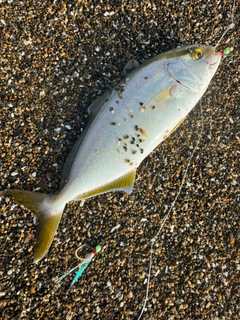 ショゴの釣果