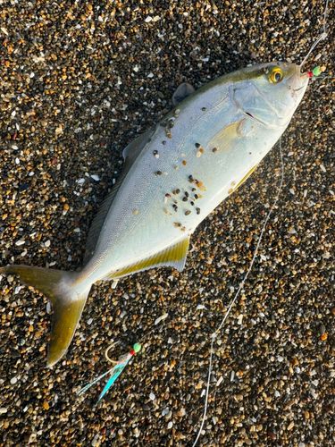 ショゴの釣果
