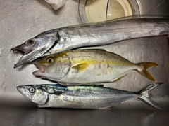 シオの釣果