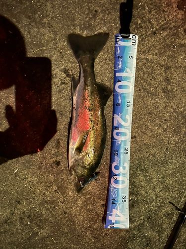 セイゴ（ヒラスズキ）の釣果