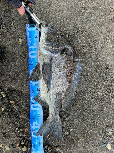 チヌの釣果