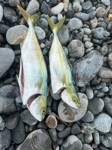 ワカシの釣果