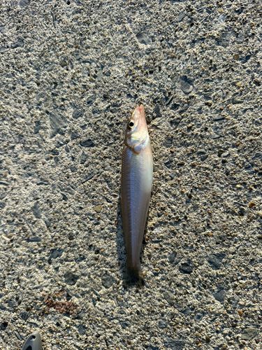 キスの釣果