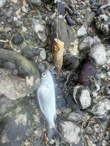 セイゴ（マルスズキ）の釣果