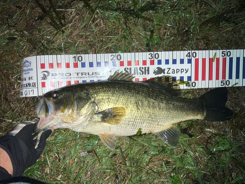 ブラックバスの釣果
