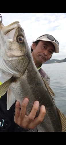 スズキの釣果