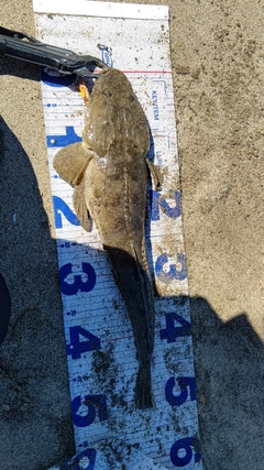 マゴチの釣果