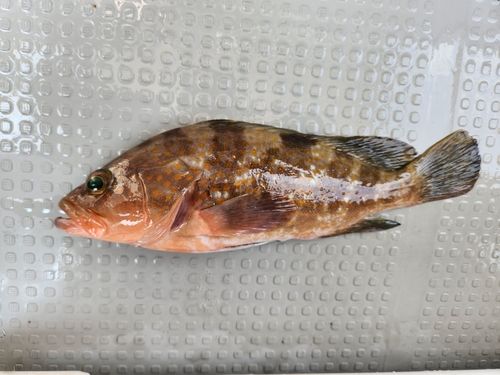 アコウの釣果