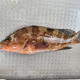 アコウ