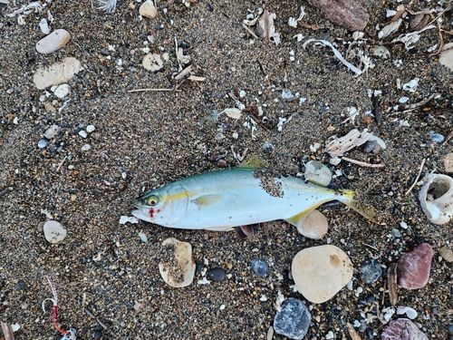 ワカシの釣果
