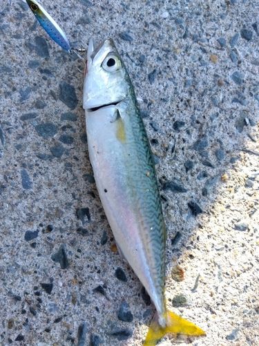 サバの釣果